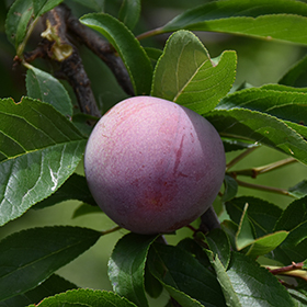 Plant Photo 1