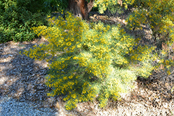 desert cassia shrub