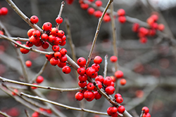 Warren's Red Possumhaw Holly (Ilex decidua 'Warren's Red') in San ...