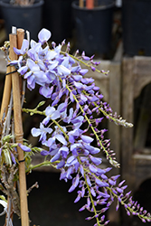 Texas Purple Japanese Wisteria (Wisteria floribunda 'Texas ...