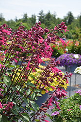 Skyscraper Dark Purple Salvia (Salvia 'HYBSV16016') in San